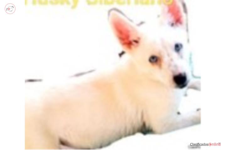 Husky Siberiano Puerto Rico