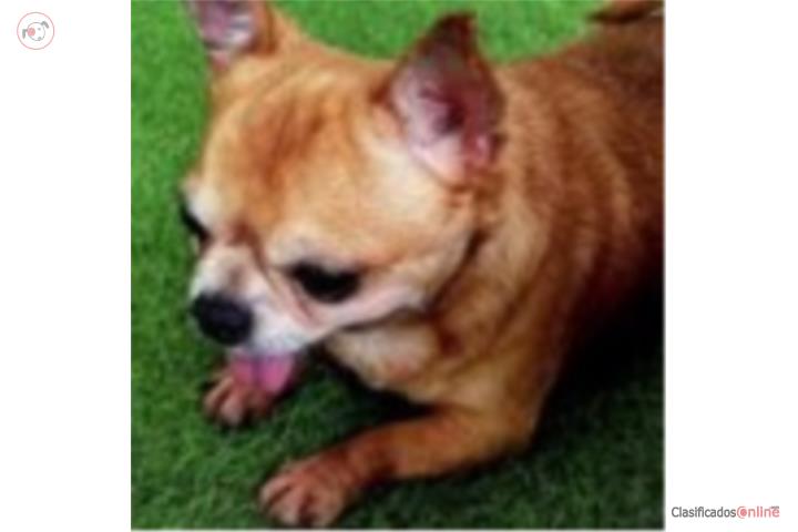 Padrote CHIHUAHUA VERDADERO APPLE HEAD  Puerto Rico
