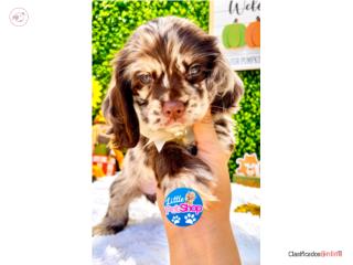 COCKER SPANIEL CHOCOLATE MERLE NENA AKC, LITTLE PET SHOP