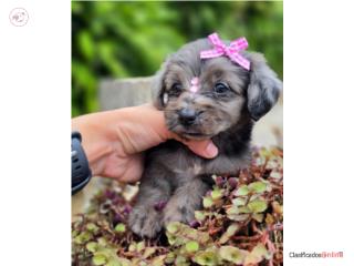 Sky toy Doxiepoo, Puppy Dreams PR