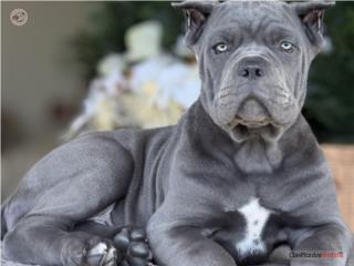 Cane Corso Nena Increible - Los Osos PR, Mascotas Puerto Rico