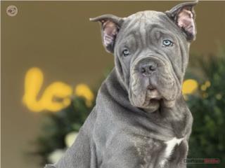 Cane Corso Macho - Los Osos PR, Mascotas Puerto Rico