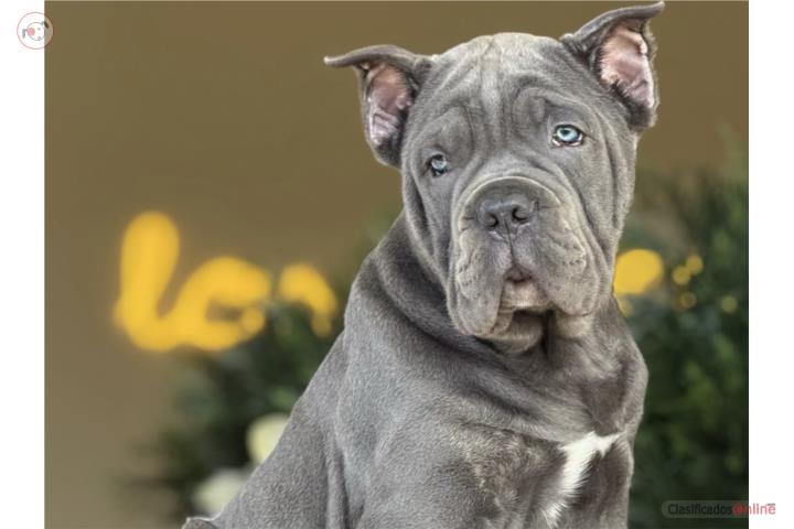 Cane Corso Macho - Los Osos PR Puerto Rico