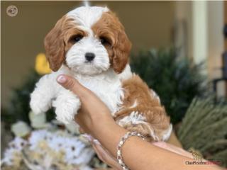 Puerto Rico Cavapoo nena Hermosa - Los Osos PR, Perros Gatos y Caballos