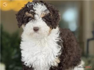 Puerto Rico Aussiedoodle PhantomParti Choco - Los Osos PR, Perros Gatos y Caballos