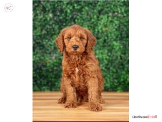 Kendrick Goldendoodle (VISITANOS EN GUAYNABO), Puppy Love