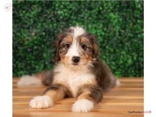 Bernie Mini Bernadoodle (VISITANOS EN GUAYNAB, Puppy Love