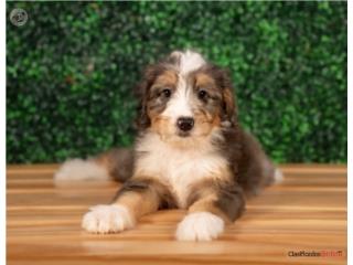 Biggie Mini Bernadoodle (VISITANOS EN GUAYNAB, Puppy Love