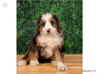 Bryce Mini Bernadoodle (VISITAMOS EN GUAYNAB), Puppy Love