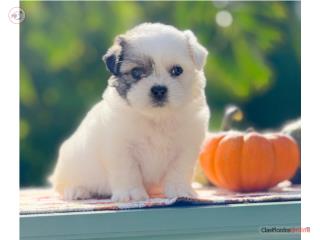 Hermosa , Shih-tzu Toy Hembra Con Papeles , Dog Love PR