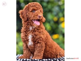 HERMOSO MINI TOY POODLE MACHO AKC , Dog Love PR