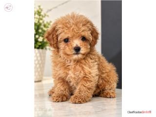 TOY POODLE, GAUDI KENNEL