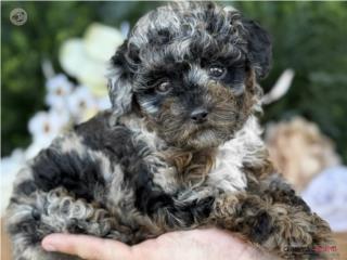 Micro Toy Poodle Phantom Merle - Los Osos PR, Mascotas Puerto Rico