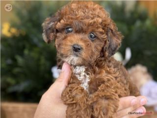 WOW Micro Toy Poodle Phantom - Los Osos PR, Mascotas Puerto Rico
