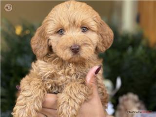 WOW sus Ojos! Toy Goldendoodle - Los Osos PR, Mascotas Puerto Rico