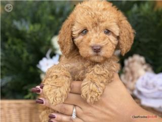 Puerto Rico Toy Goldendoodle Ojazos! - Los Osos PR, Perros Gatos y Caballos