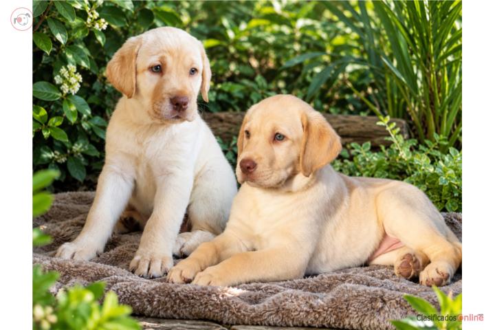 Hermosos Labradores Big Bone  Con Papeles  Puerto Rico