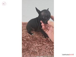 275 chihuahua macho  Puerto Rico