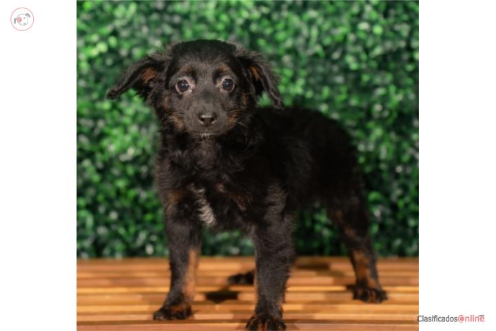 Mini Aussiedoodle Emory (VISITANOS EN GUAYNAB Puerto Rico