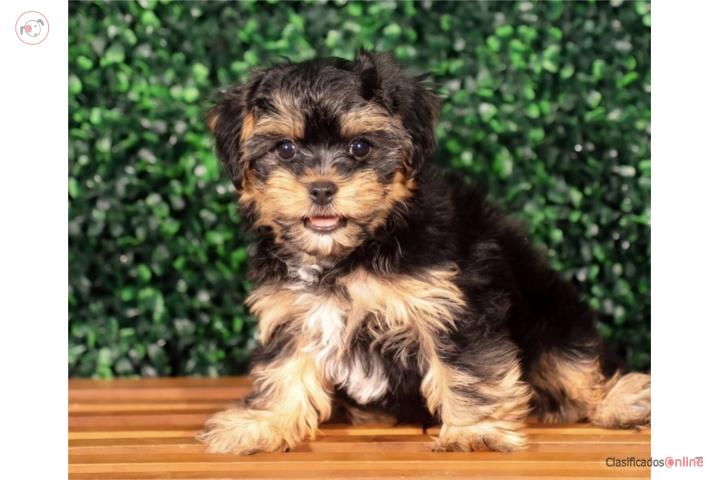 Yorkiepoo Henley (VISITANOS EN GUAYNABO) Puerto Rico