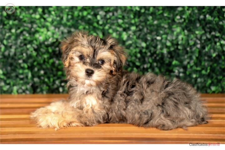 Yorkiepoo Homer(VISITANOS EN GUAYNABO) Puerto Rico