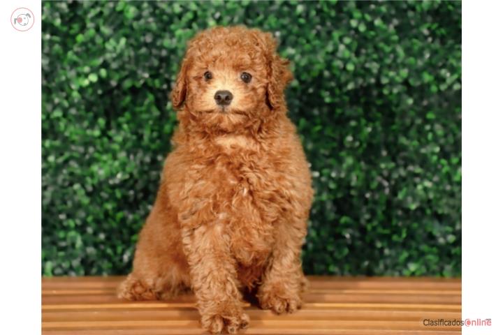 Toy Poodle Dandelion (VISITANOS EN GUAYNABO  Puerto Rico