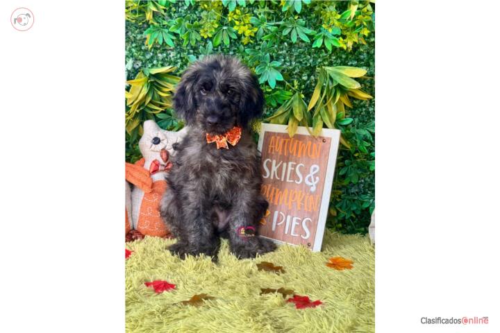 Goldendoodle Mini Nene Puerto Rico