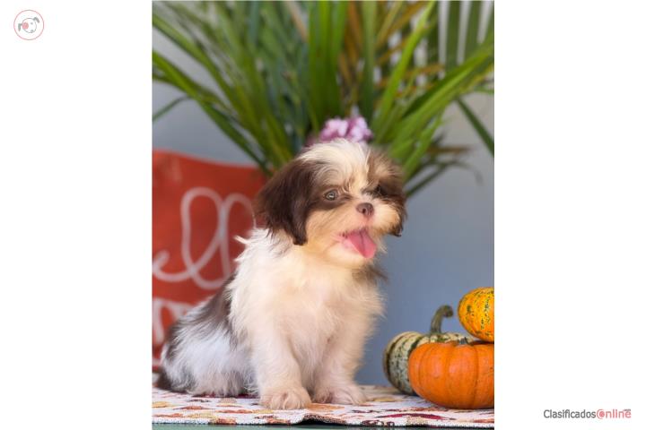 SHIH-TZU TOY MACHO Con Papeles AKC Puerto Rico