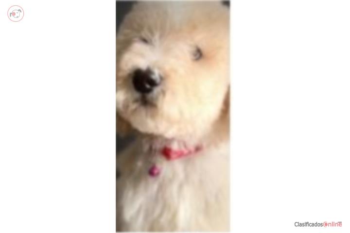 Standard Poodle Puerto Rico