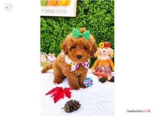 GOLDENDOODLE TOY NENA RED , LITTLE PET SHOP