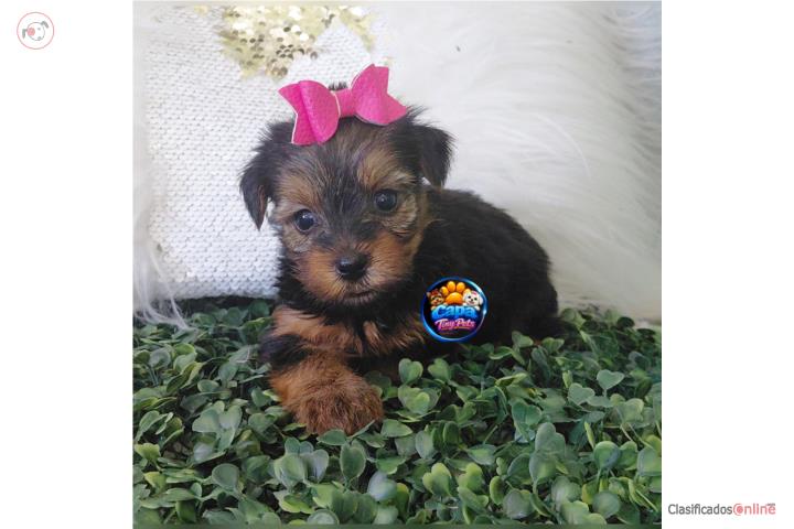 Yorkie toy nena con papeles  Puerto Rico