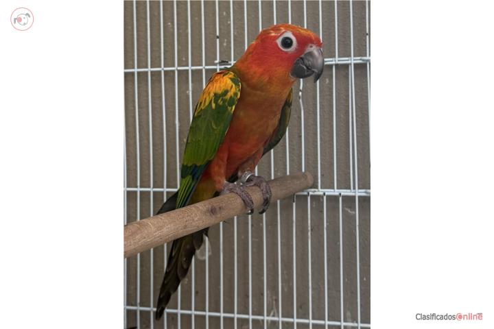 Red factor macho ADN Puerto Rico