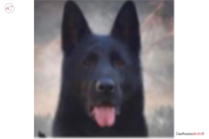 Se vende German shepersd  Puerto Rico
