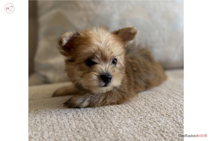 Yorkie nene party color Puerto Rico