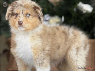 Puerto Rico Mini Australian Shepherd - Los Osos PR, Perros Gatos y Caballos