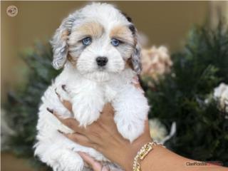 Cavapoo WOW Ojos azules - Los Osos PR, Mascotas Puerto Rico