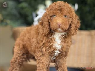 Puerto Rico Cavapoo Increible!! Ojazos! - Los Osos PR, Perros Gatos y Caballos