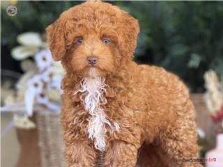 Puerto Rico Mini Poodle nene Espectacular! - Los Osos PR, Perros Gatos y Caballos