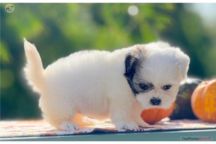 Hermosa Shih-tzu Toy Hembra Con Papeles  Puerto Rico