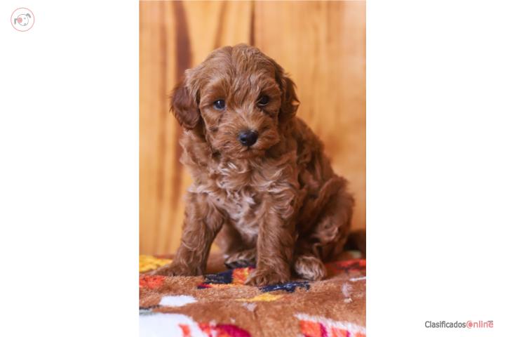 HERMOSA TOY GOLDENDOODLE HEMBRA Puerto Rico
