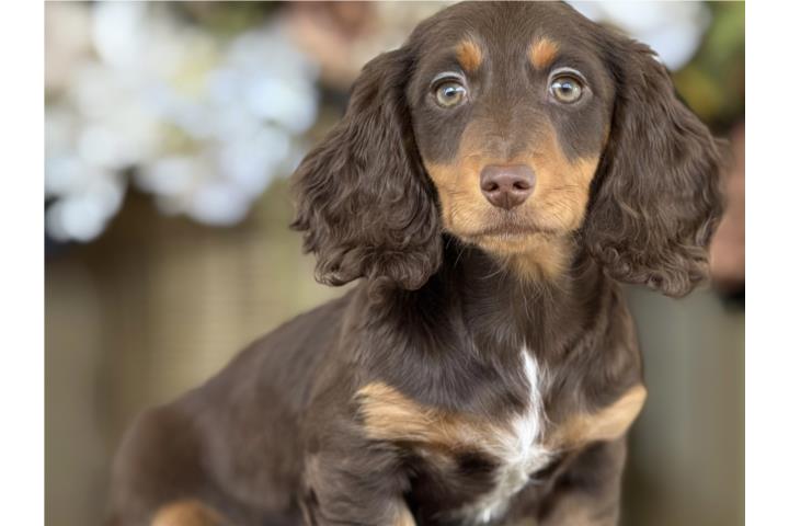 Perrito Salchicha Dachshund- Los Osos PR