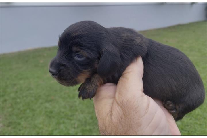 Salchicha hembra color negra