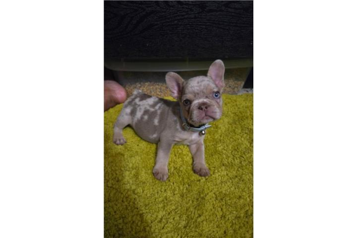 FRENCH BULLDOG MERLE TAN Y ISABELA OJOS BLUE