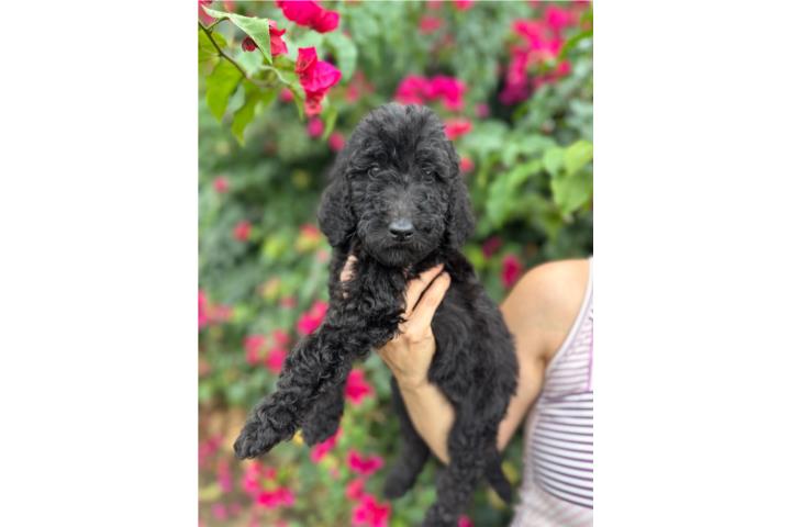 TESSA - Goldendoodle Mediana Hembra F1BB