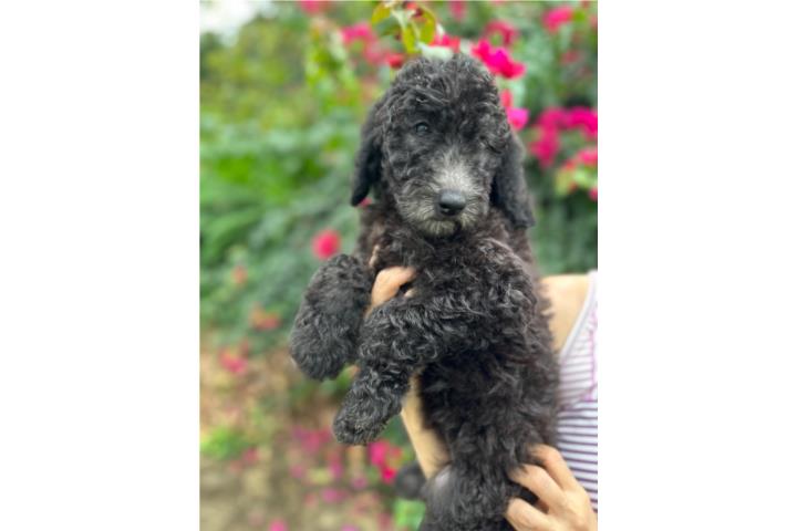 QUEENIE - Goldendoodle Standard F1BB