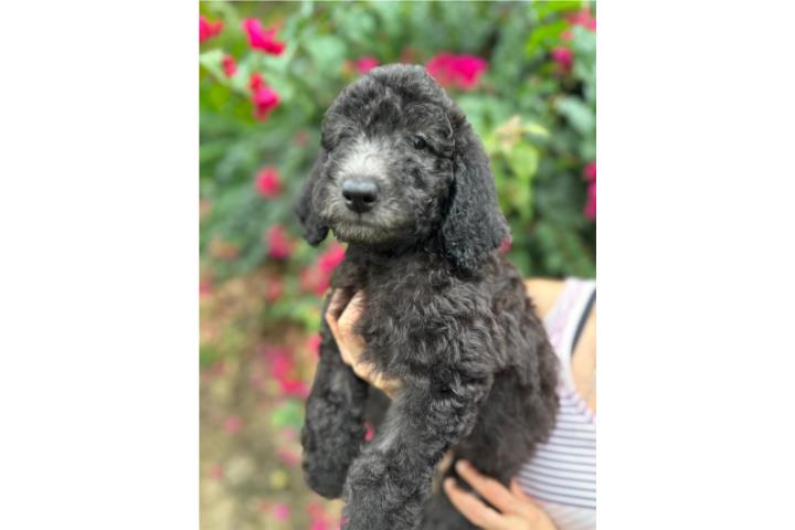 WINONA - Goldendoodle Standard Hembra F1BB
