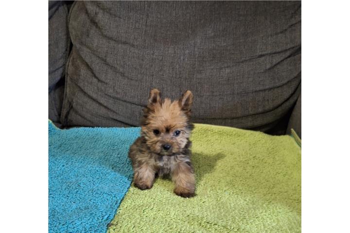 YORKIE TOY GOLDEN MACHO