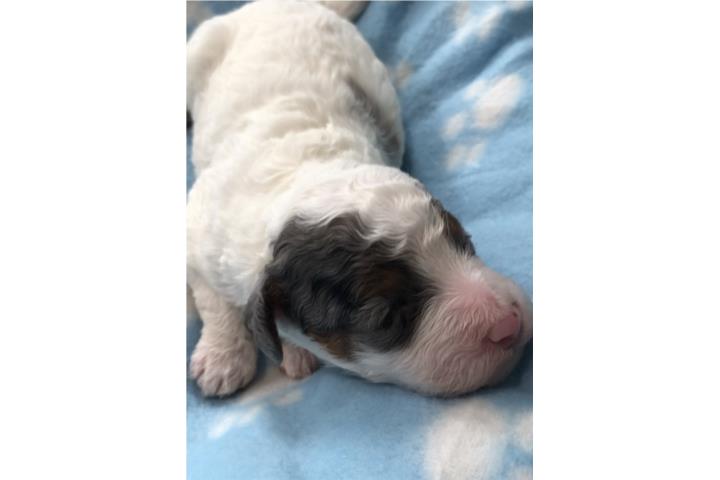 HARLEQUIN - Mini Goldendoodle F1BB+ HEMBRA