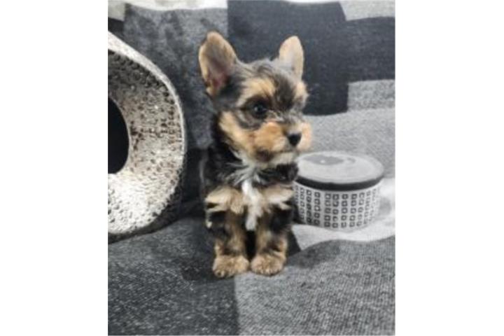 Hermoso Yorkie Macho
