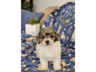 Mini Toy poodle Parti blue merle